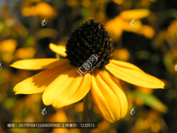 花3