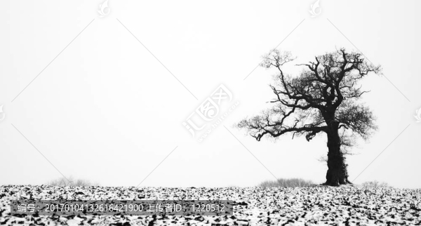 樹