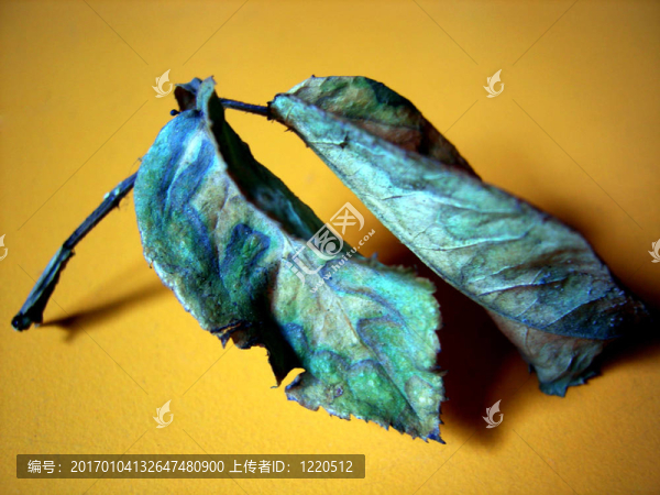 leaf_01