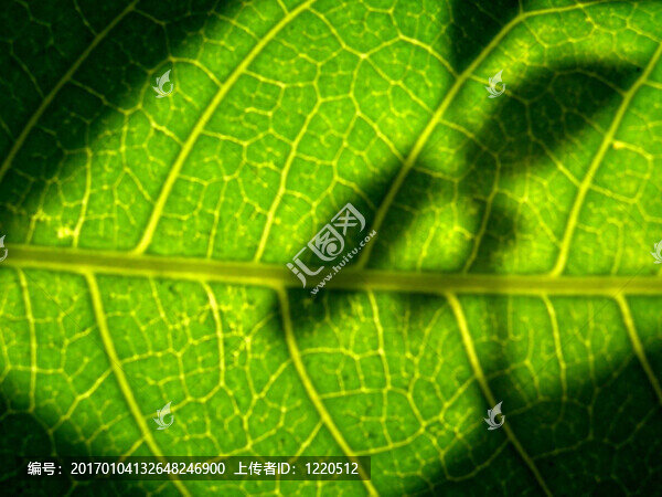 leaf_02