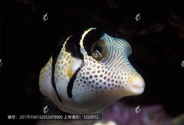 黑色讓托比河豚魚(yú)