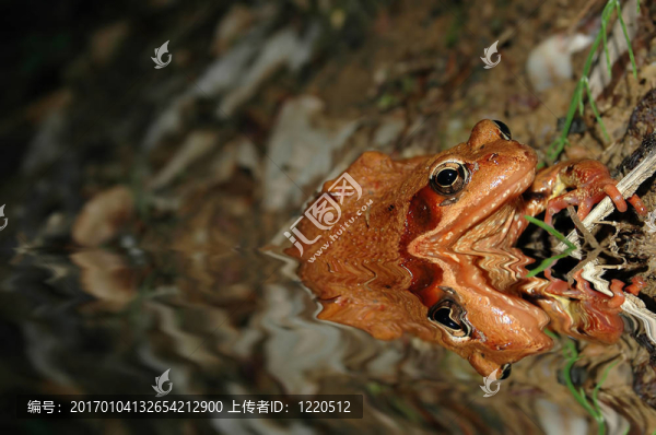 青蛙在水