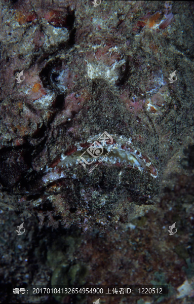 石頭魚(yú)