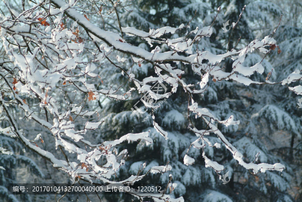 枝雪