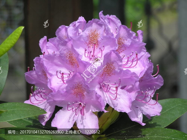 杜鵑-匯圖網(wǎng) www.fosd68.com 杜鵑