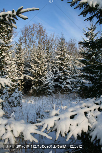 雪松木