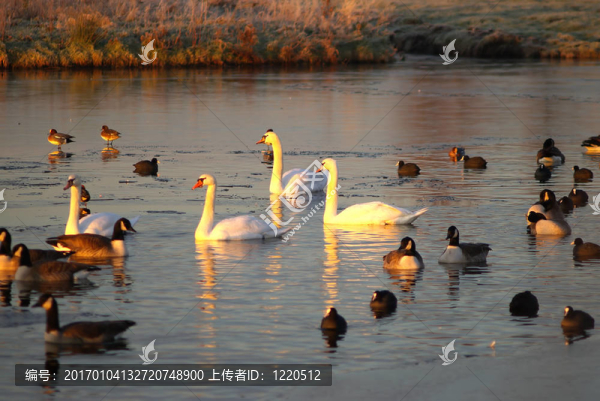 天鵝湖