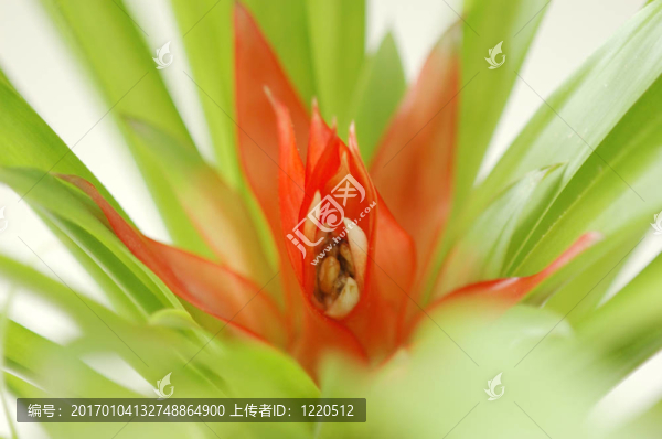 果子蔓