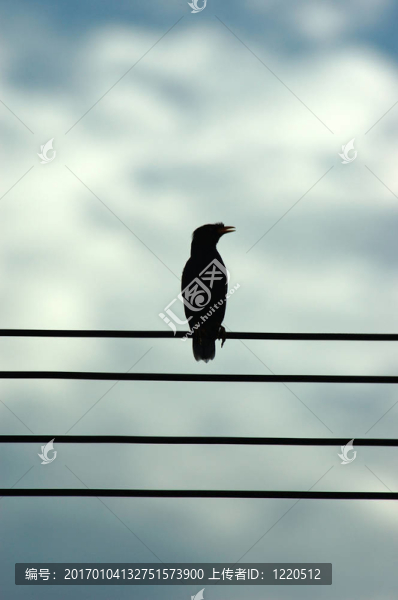 電線上的鳥