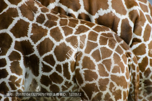 Giraffe的側(cè)面觀