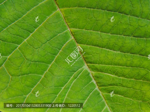 葉子的細節(jié)