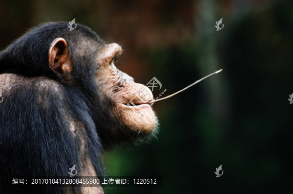 黑猩猩的思維