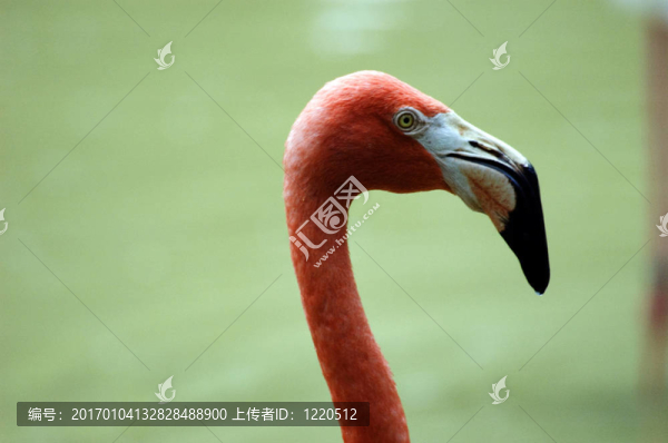 火烈鳥