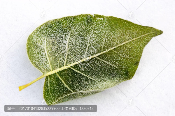 被冬天的寶藏所覆蓋的葉子