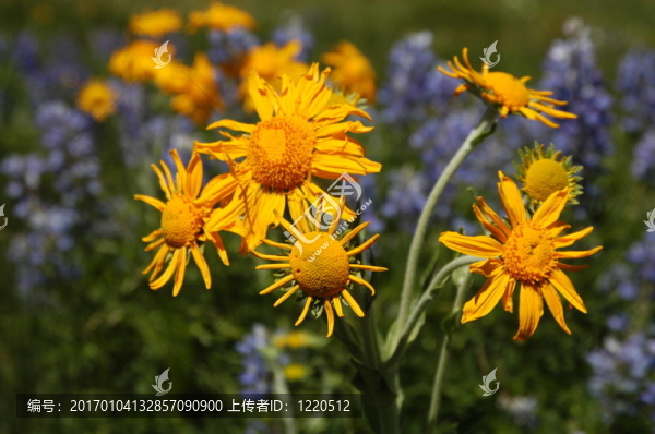 五顏六色的花
