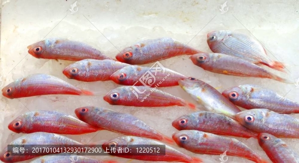 新鮮的魚