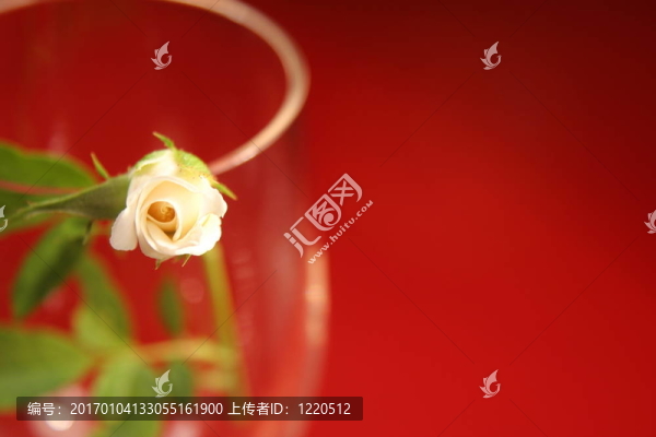 玫瑰花蕾的背景