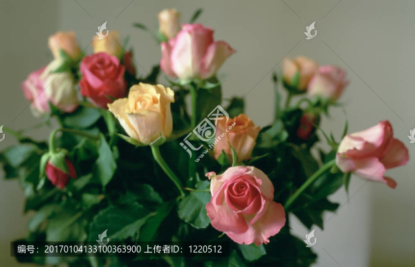 玫瑰