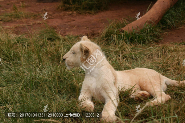 白獅子幼崽