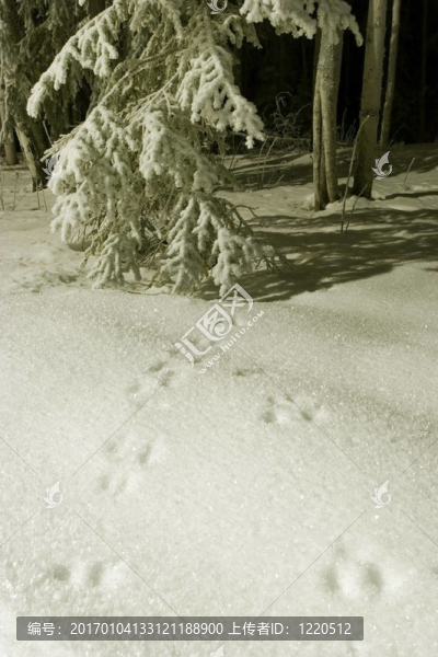 冰凍：雪中的痕跡
