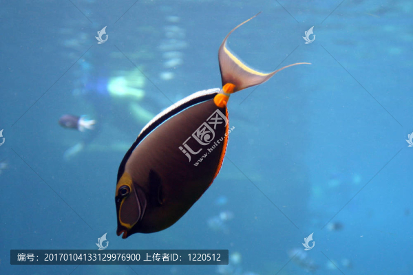 熱帶魚(yú)