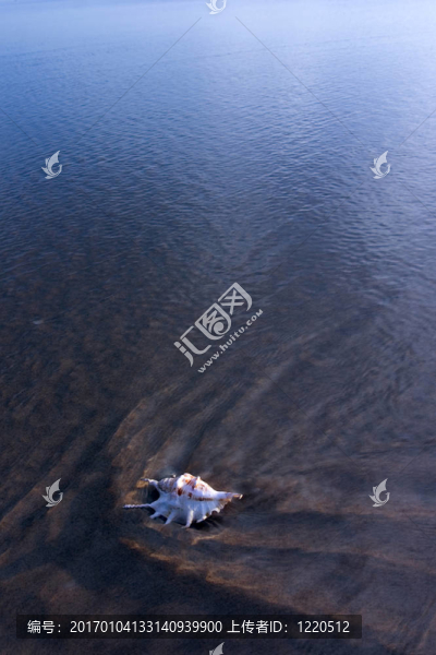 貝殼在海邊
