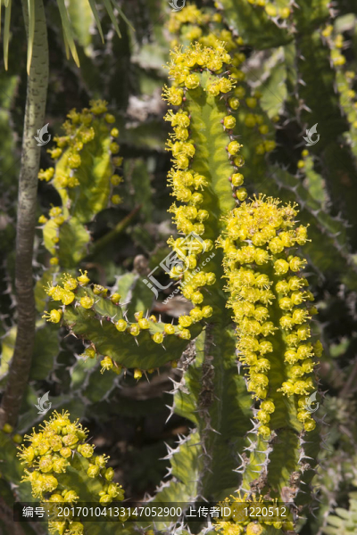 仙人掌花