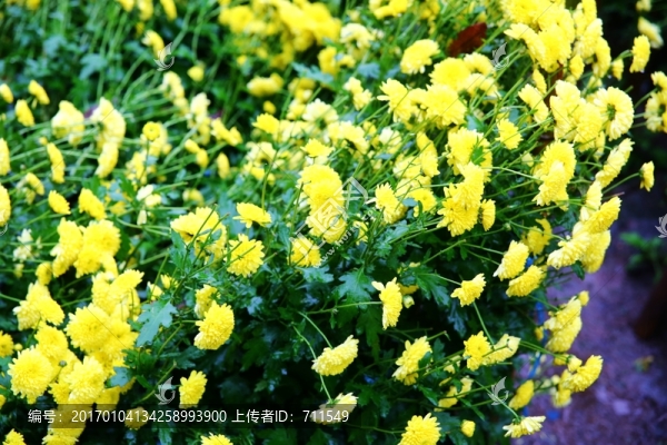 菊花-匯圖網(wǎng) www.fosd68.com 菊花