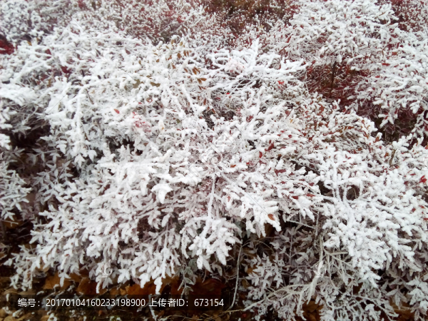 霧松-匯圖網(wǎng) www.fosd68.com 霧松