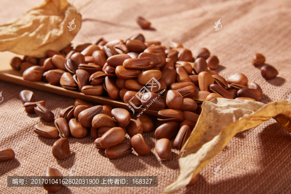 松子實(shí)景高清圖