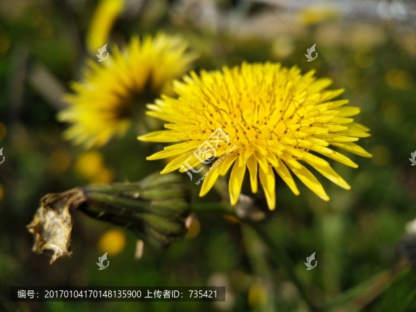 黃色小花