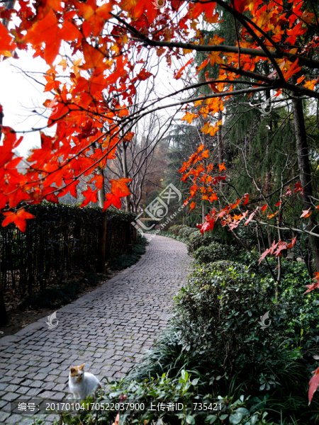 紅葉