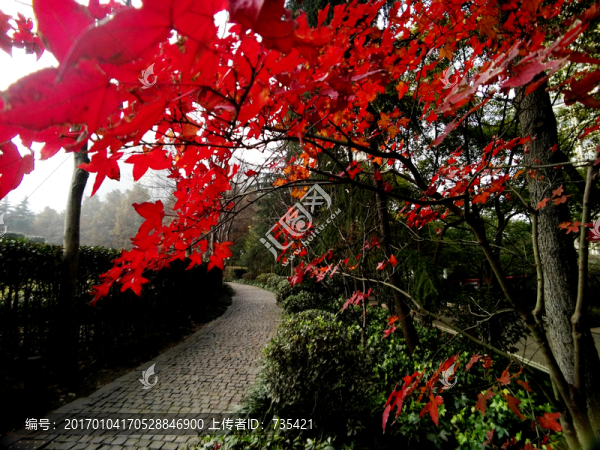 紅葉