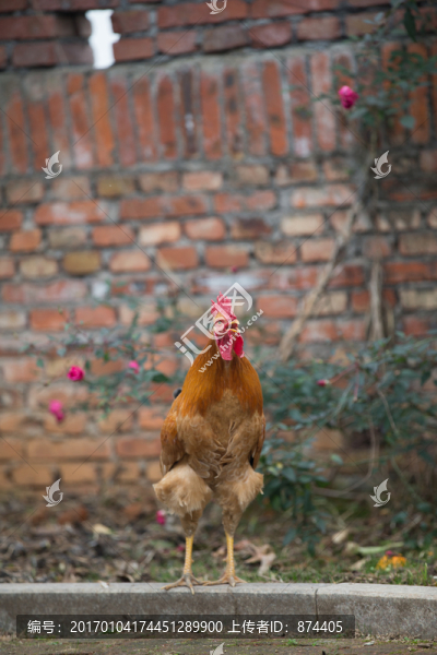 雞-匯圖網(wǎng) www.fosd68.com 雞