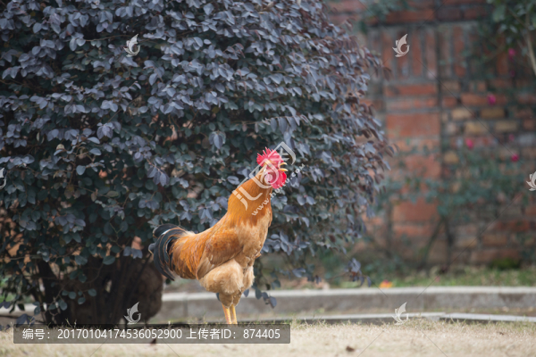 雞-匯圖網(wǎng) www.fosd68.com 雞