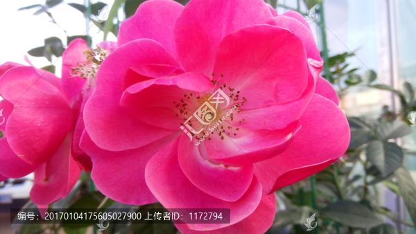 茶花,白色茶花,山茶花