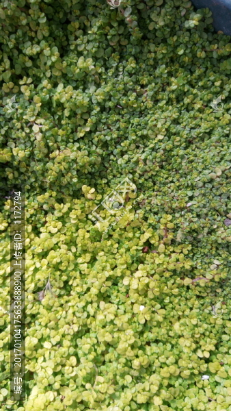 綠葉素材,綠葉,綠色植物背景