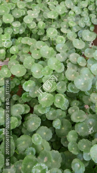 金錢蓮,金錢草,財(cái)源滾滾