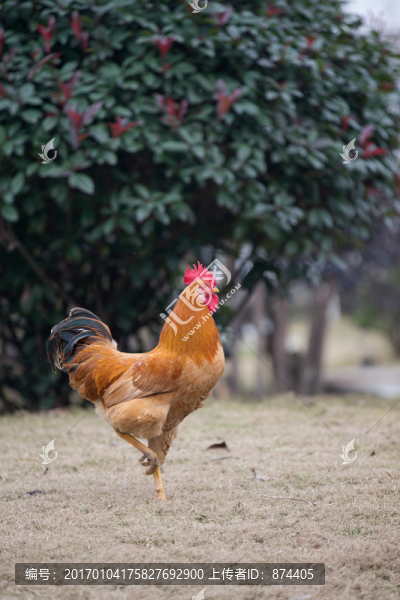 大公雞-匯圖網(wǎng) www.fosd68.com 大公雞