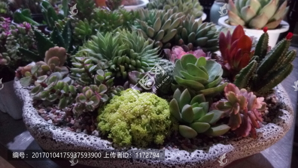 多肉植物,多肉盆栽,沙漠植物