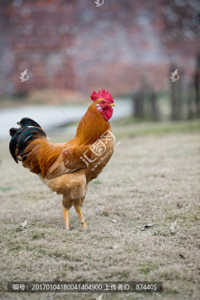 土雞-匯圖網(wǎng) www.fosd68.com 土雞