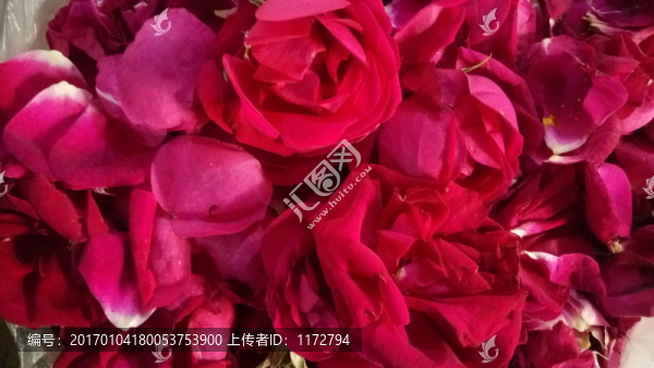 玫瑰花,紅玫瑰,玫瑰花瓣