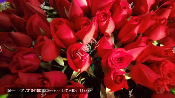 紅玫瑰,浪漫玫瑰,情人玫瑰