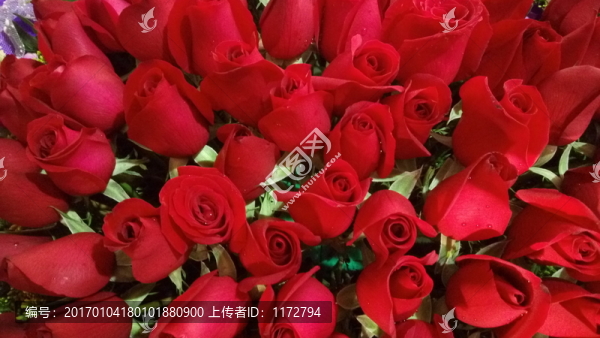 紅玫瑰,浪漫玫瑰,情人玫瑰