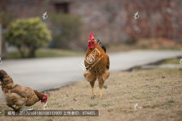 土雞-匯圖網(wǎng) www.fosd68.com 土雞