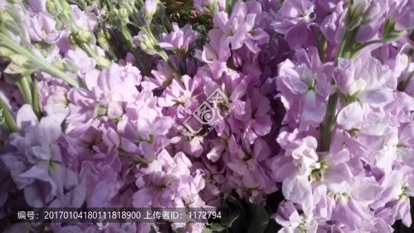 碎花,紫色小花,浪漫情懷