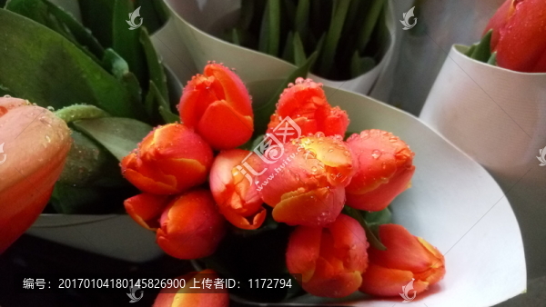 郁金香,漂亮的郁金香