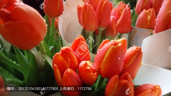 郁金香,漂亮的郁金香
