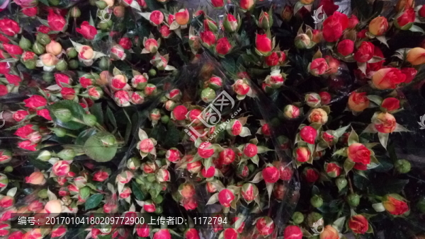 玫瑰花,小玫瑰,金邊玫瑰