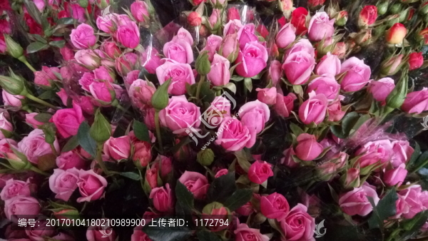玫瑰花,粉玫瑰,玫瑰,玫瑰背景